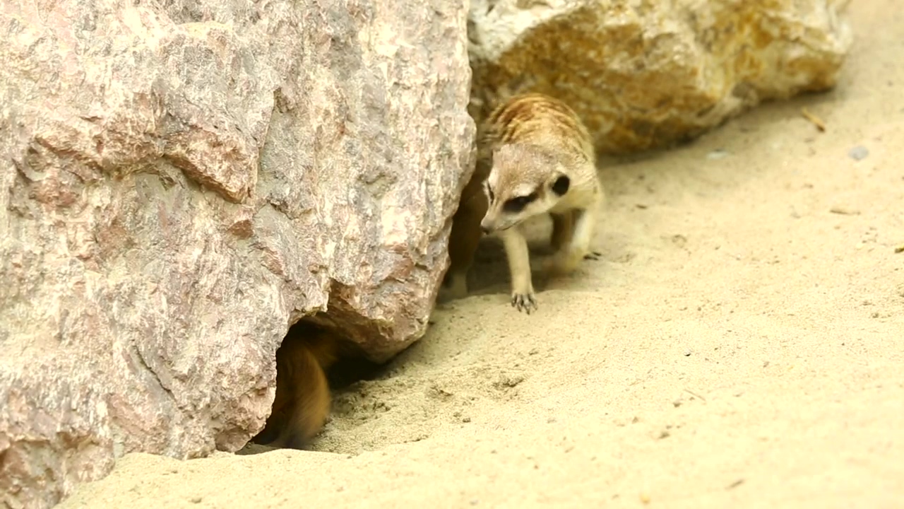 Meerkats playing in the sand, animal, wildlife, sand, africa, and african