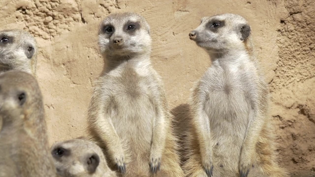 Meerkats standing up, animal and wildlife