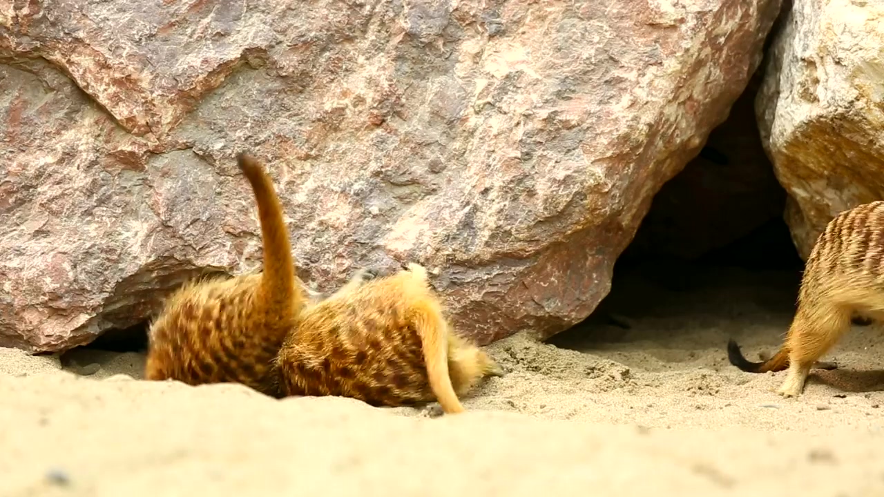 Merkats playing under the rocks, animal, wildlife, rock, sand, and africa