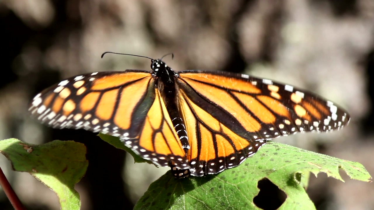 Monarch butterfly moving her wings on a green leaf of a tree, takes flight