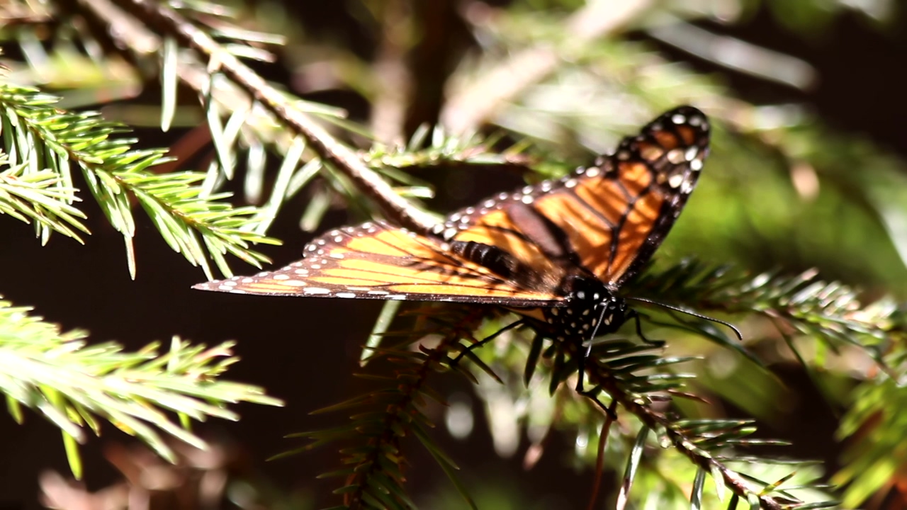 Monarch butterfly resting on the branch of a pine that is moved by the wind on a sunny day