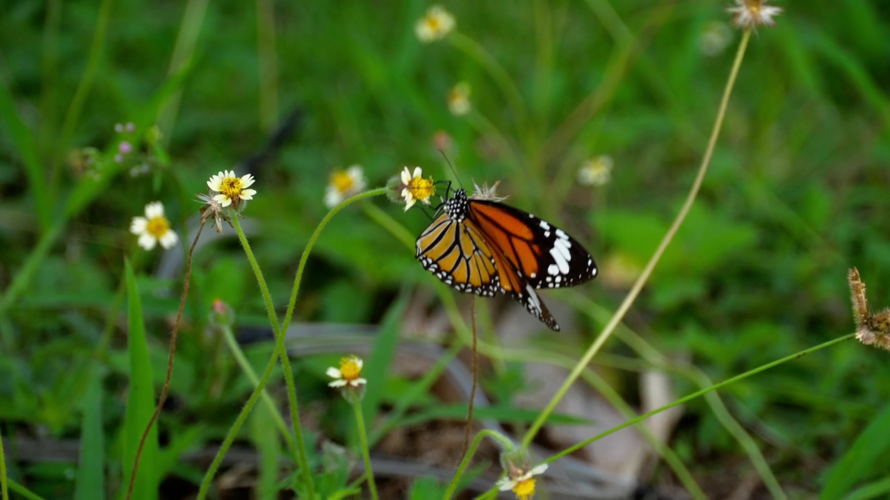 Monarch butterfly standing in a flower, animal, wildlife, grass, and butterfly