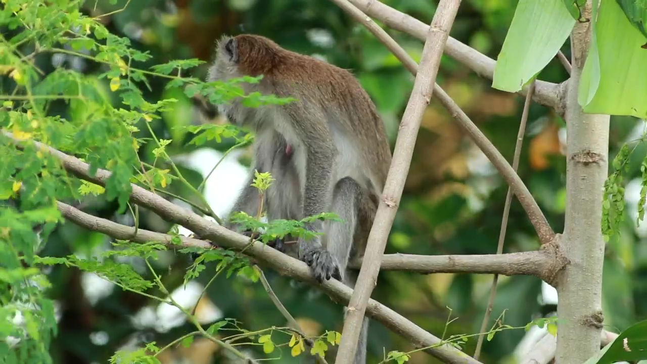 Monkey climbing down a tree, animal, wild, and monkey