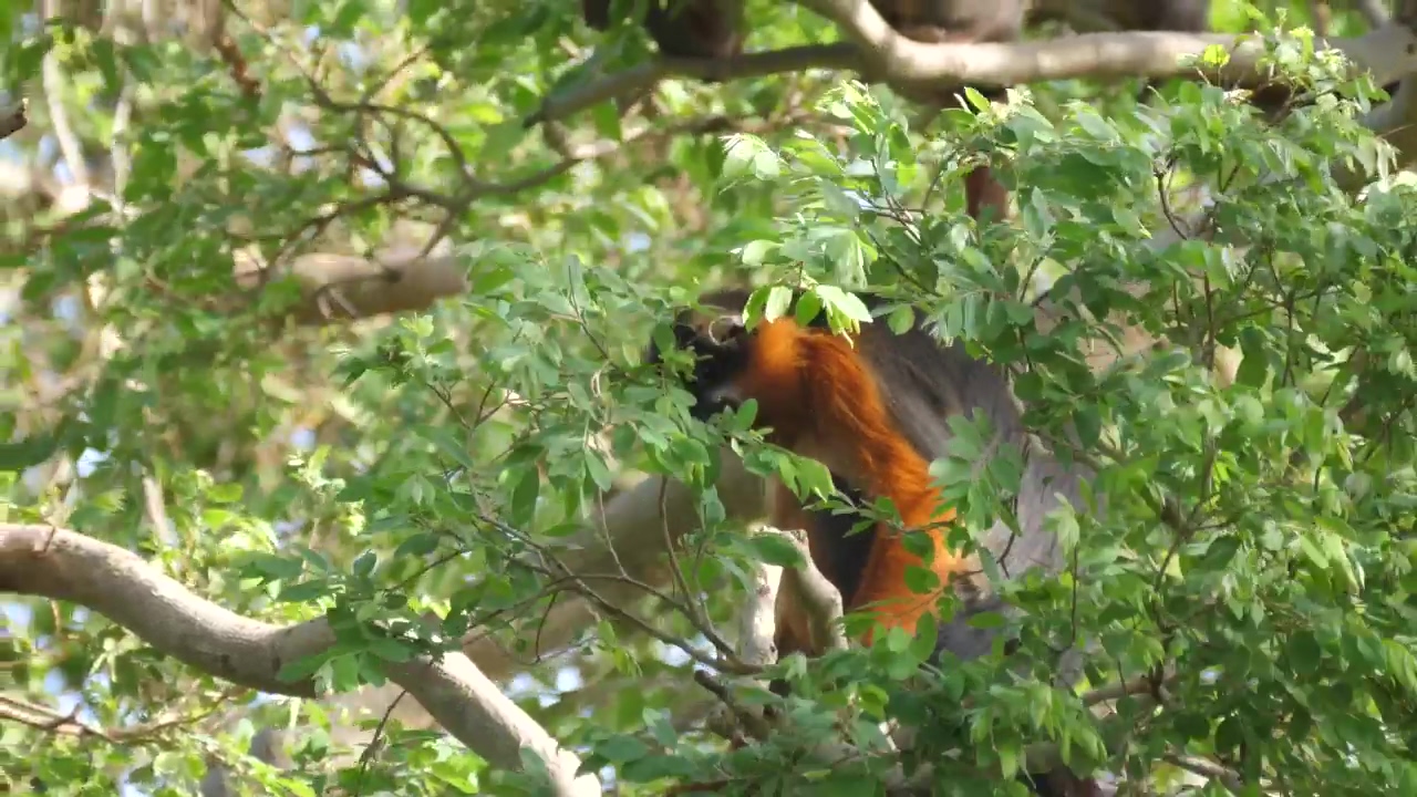 Monkey climbing tree branches, wildlife, safari, and monkey