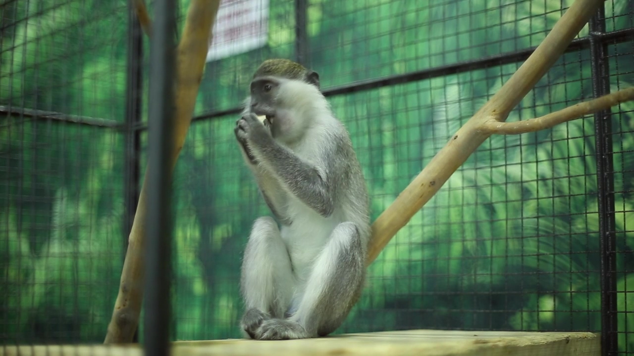 Monkey eating at a zoo in a cage, fruit, eating, zoo, monkey, and animal observation