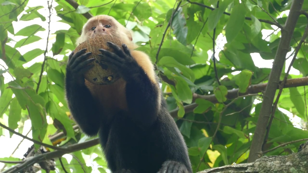 Monkey eating from a coconut, animal, wildlife, tree, fruit, eating, and monkey