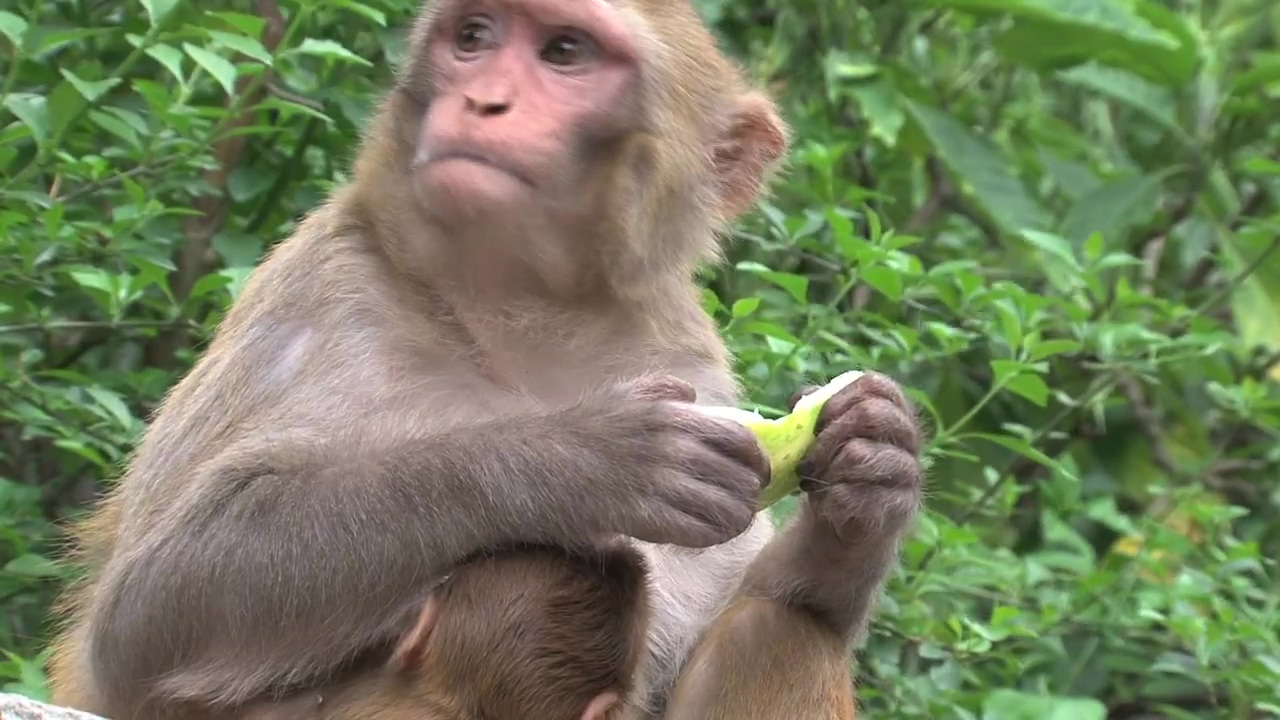 Monkey eating fruit in the wild, animal, wildlife, fruit, eating, and monkey