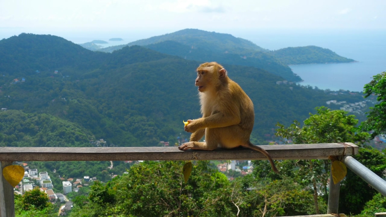 Monkey eating in the top of the hill, animal, wildlife, and monkey
