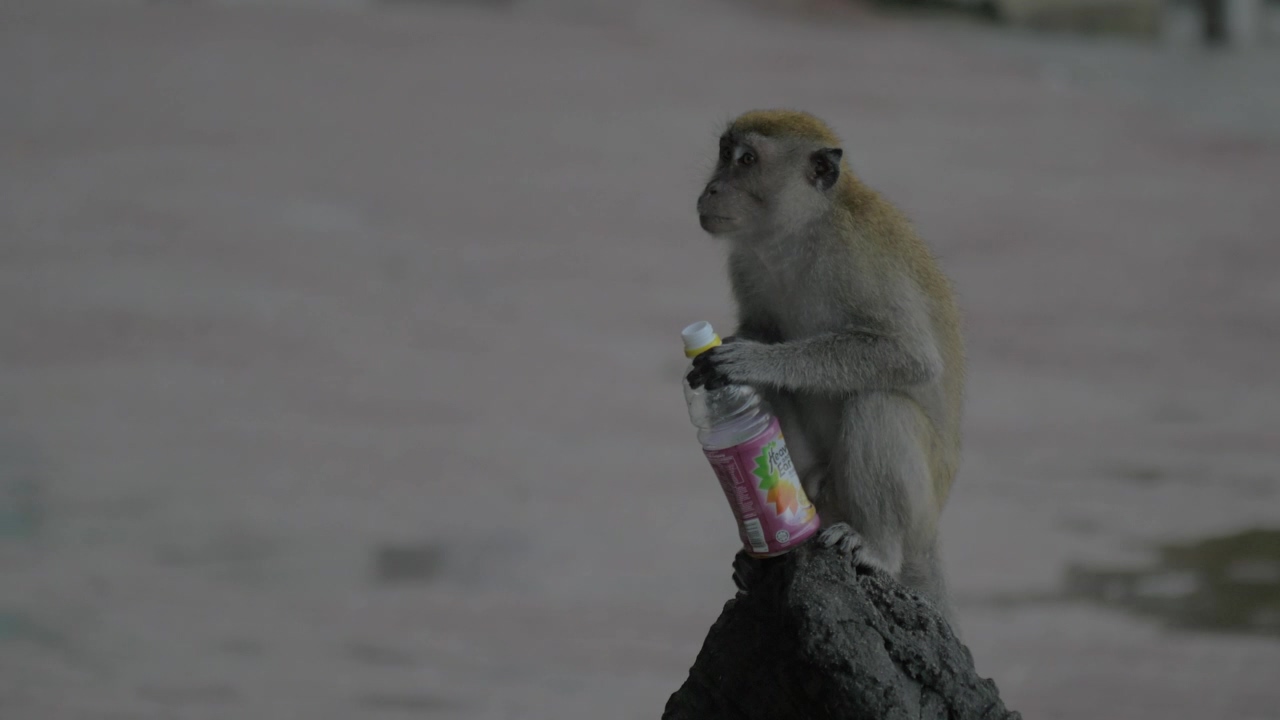 Monkey holding a plastic bottle in the rain #rain #bottle #monkey