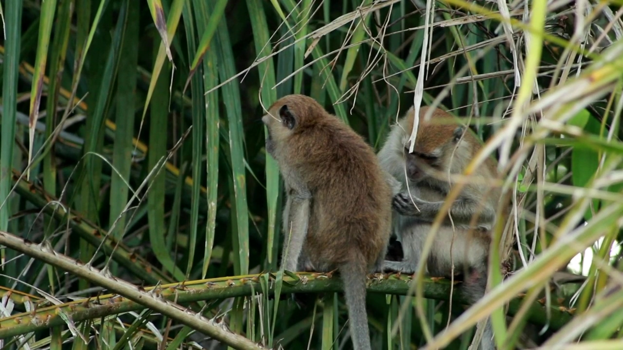 Monkeys grooming in the wild, wild, groom, and monkey