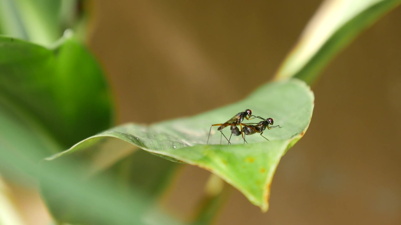 Mosquitos mating on a green leaf #animal #wildlife #insect #jungle #mosquito