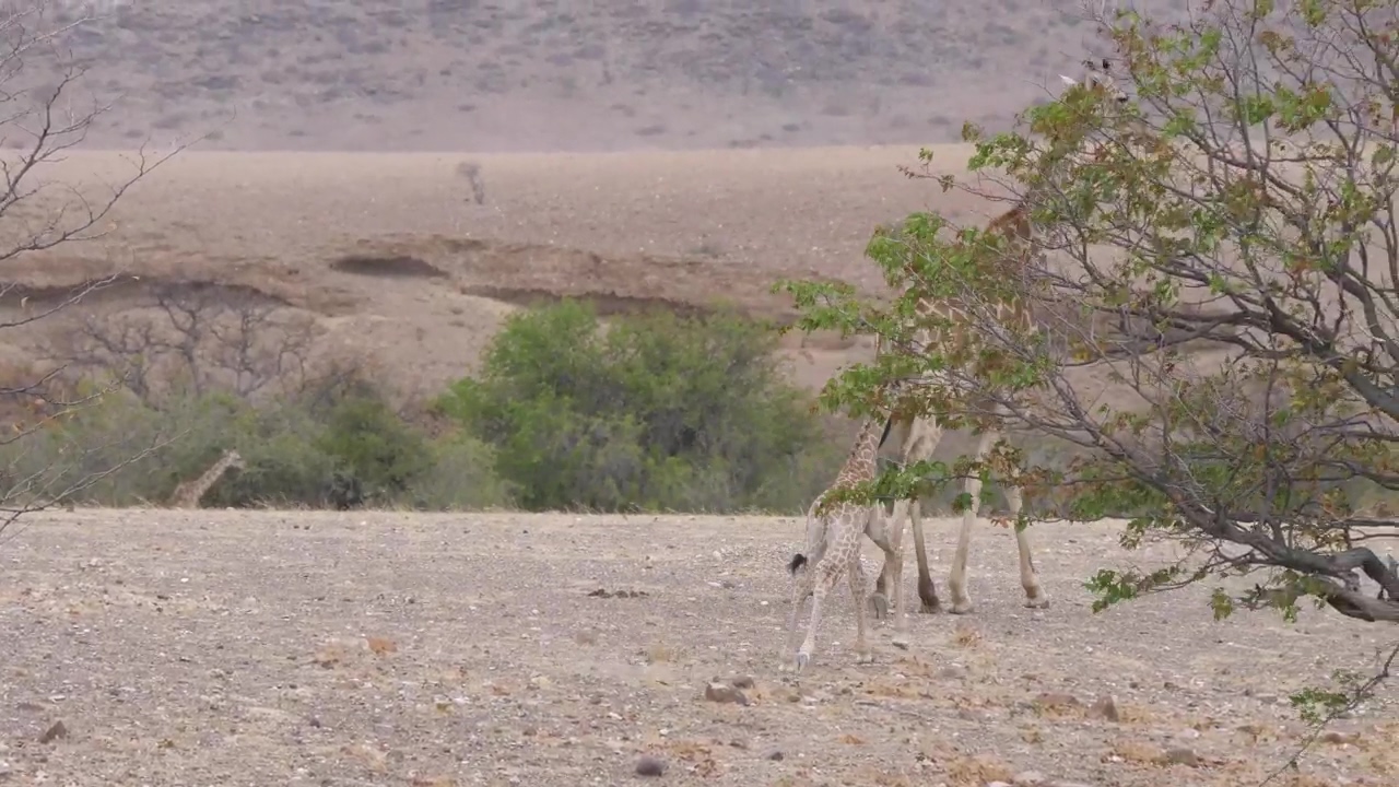 Mother and a baby giraffe walk on a dry savanna, animal, wildlife, africa, savanna, and giraffe
