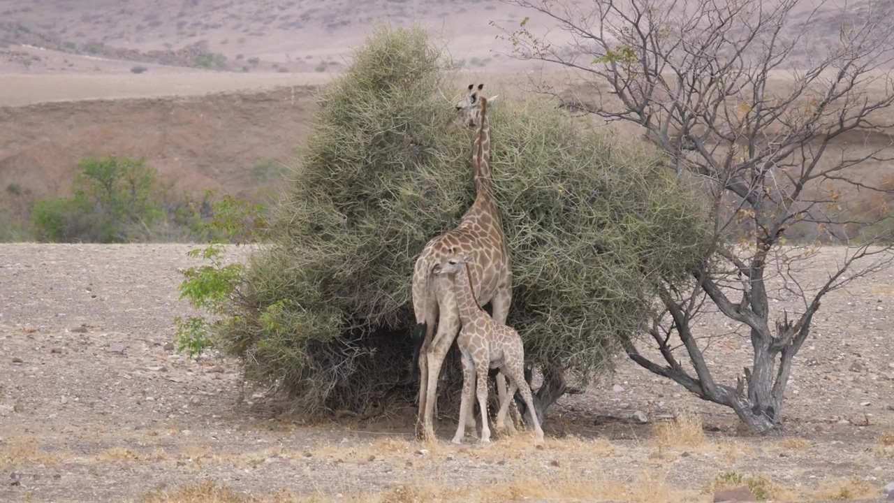 Mother and baby giraffe around a bush on a dry savanna, animal, wildlife, africa, savanna, and giraffe