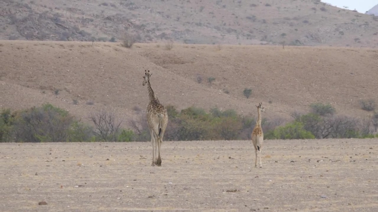 Mother and baby giraffe walking on the savanna, animal, wildlife, africa, safari, and giraffe