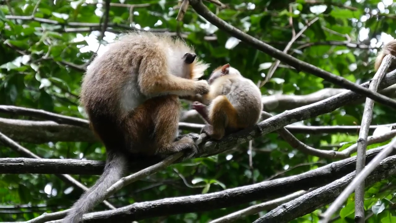 Mother and baby monkey in their forest habitat, explore the fascinating world of these intelligent animals as they navigate the trees and interact with their surroundings