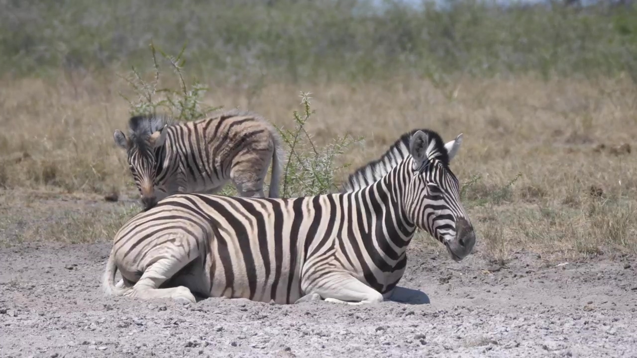 Mother and baby zebra on a dry savanna, animal, wildlife, africa, savanna, climate change, and zebra