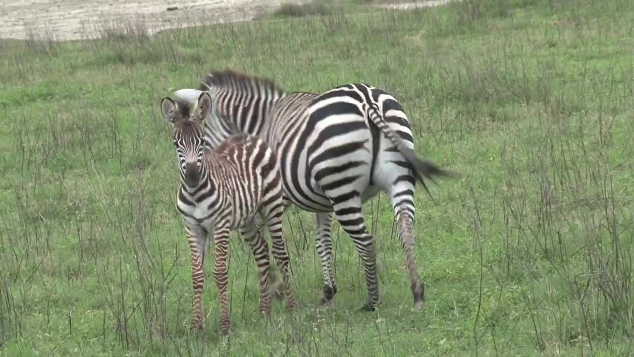 Mother and baby zebra on a green valley, animal, wildlife, africa, and zebra