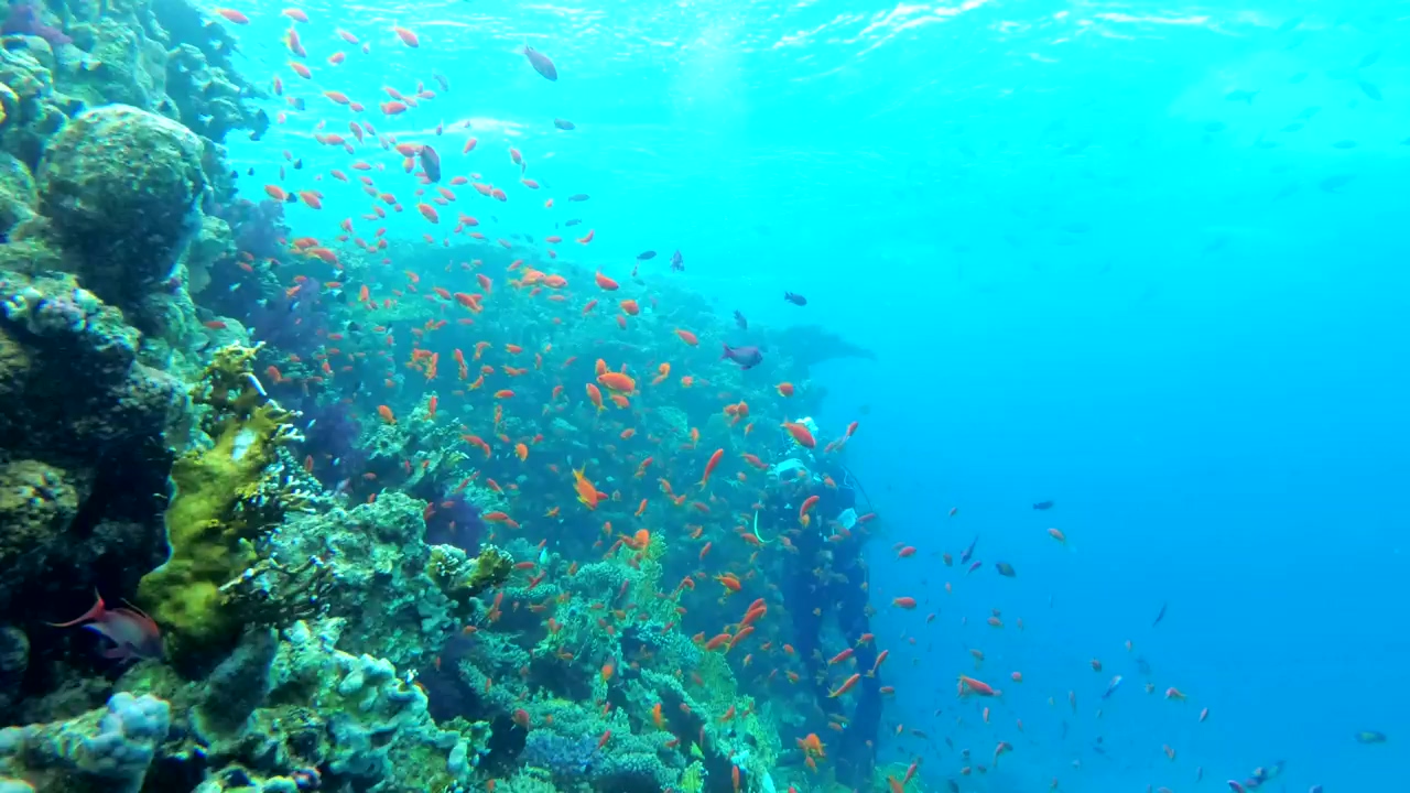 Multi colored fish in the reef with a diver #sea #underwater #fish #tropical #coral