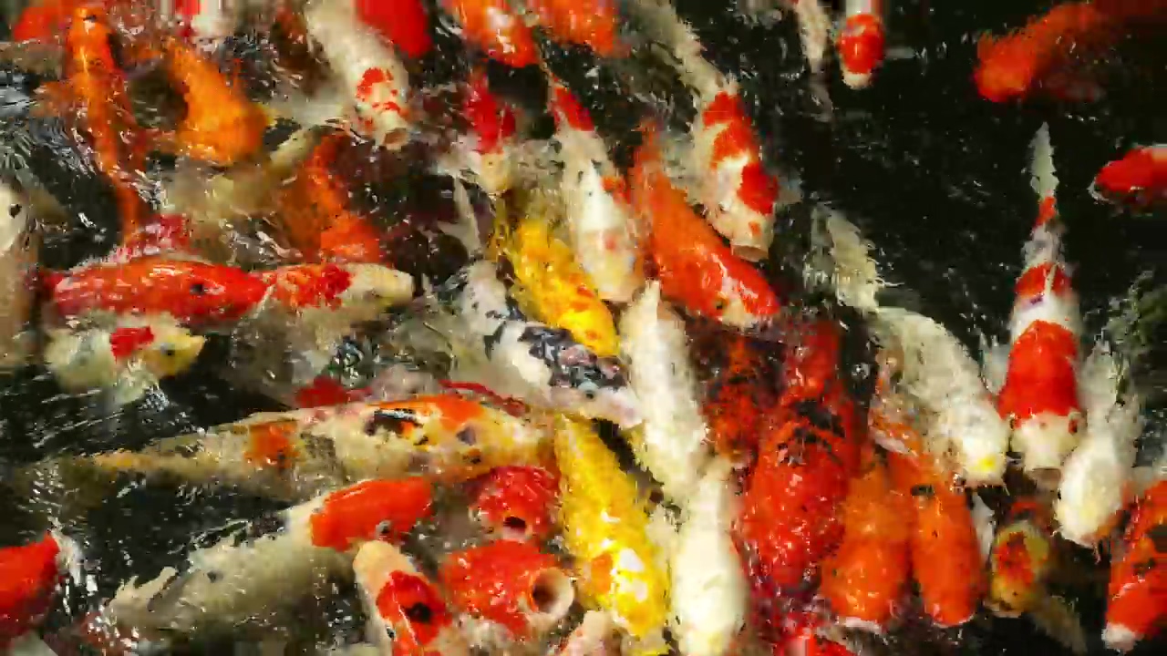 Multi colored koi fish eating in the pond, water, animal, wildlife, fish, and creature