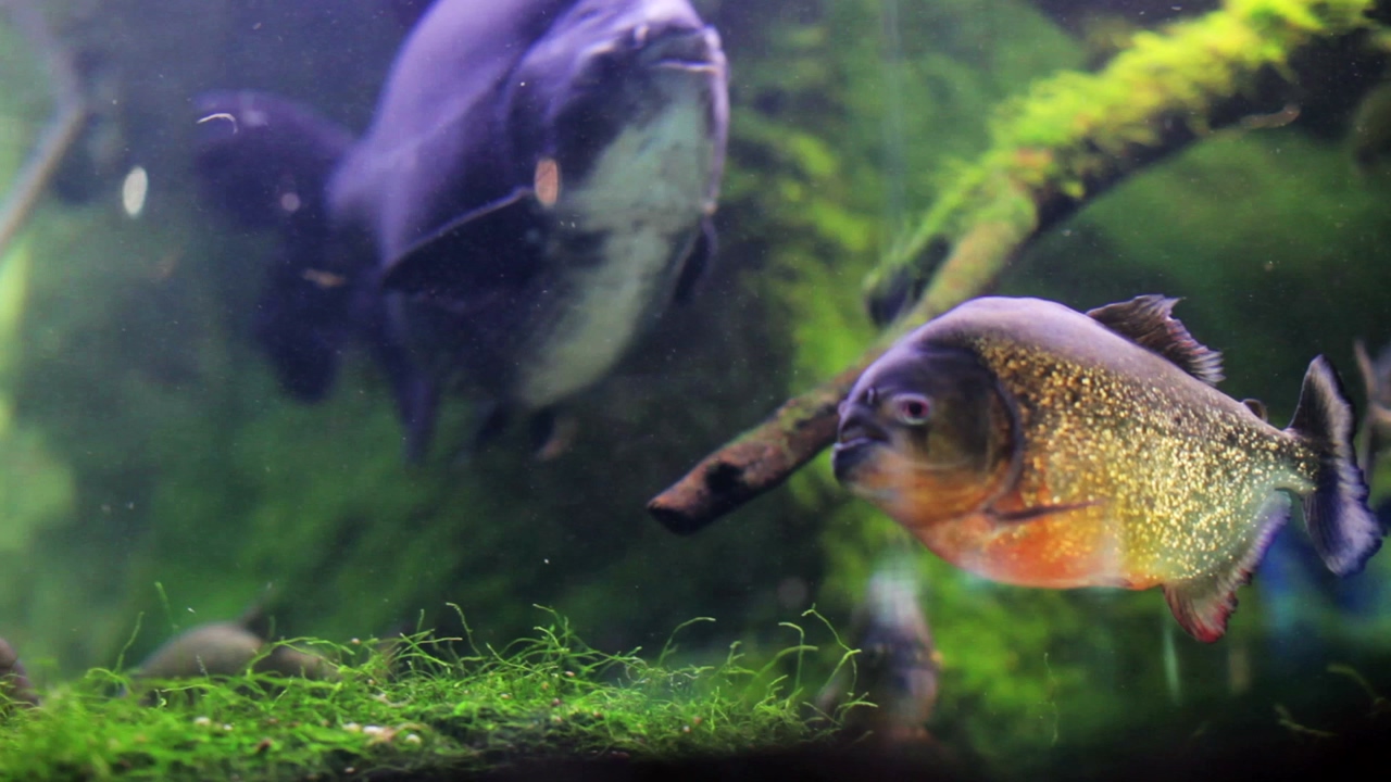 Multicolored fish of different sizes swim with underwater vegetation and moss in a pond, aquarium, or fish tank, featuring south american freshwater river fish, red bellied piranha and pacu