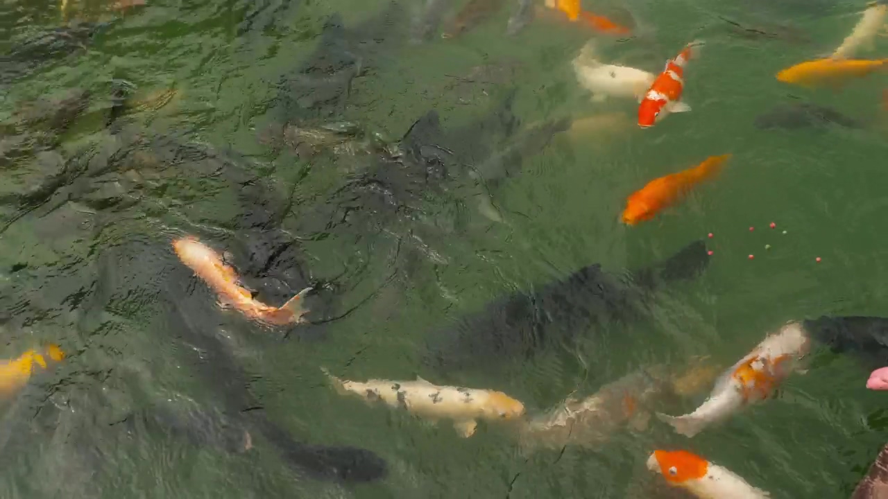 Multicolored koi fish swimming in the pond, animal, wildlife, fish, and swim