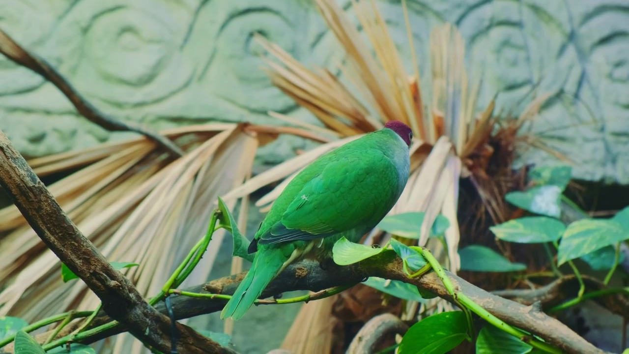 Native green parrot perched on a branch at the zoo, bird, birds, parrot, and cockatiel