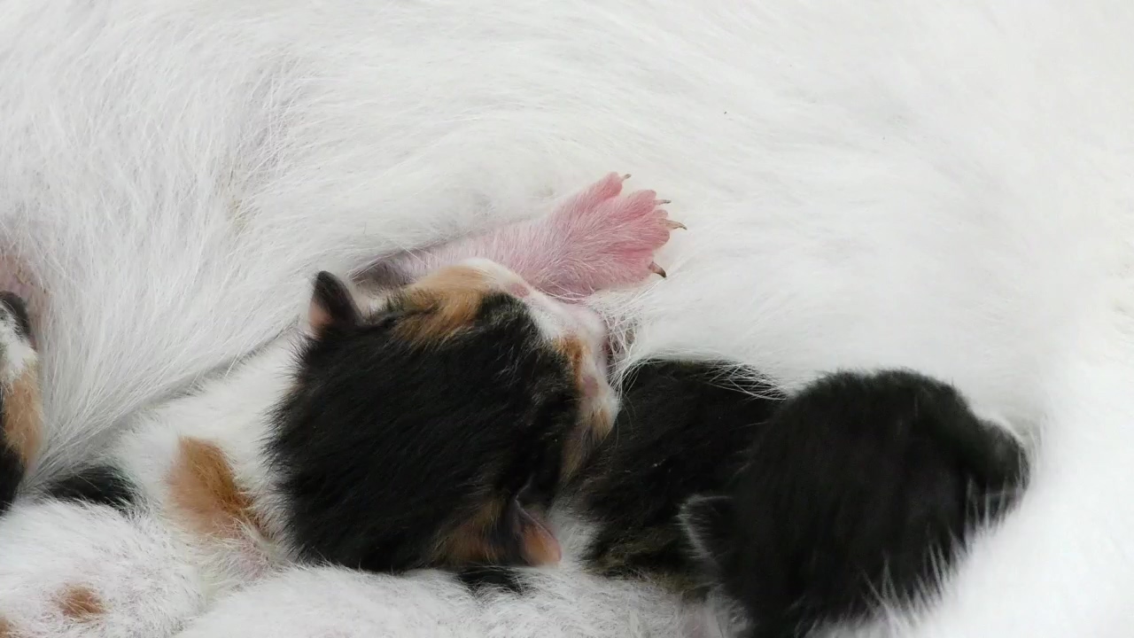 Newborn cats with their mother, animal, baby, pet, cat, kitten, and cats
