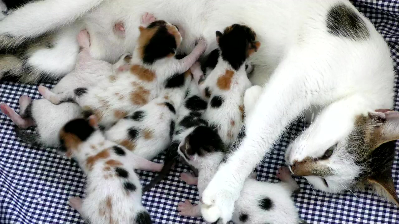 Newborn kittens feeding on mother, animal, pet, cat, newborn, and cats