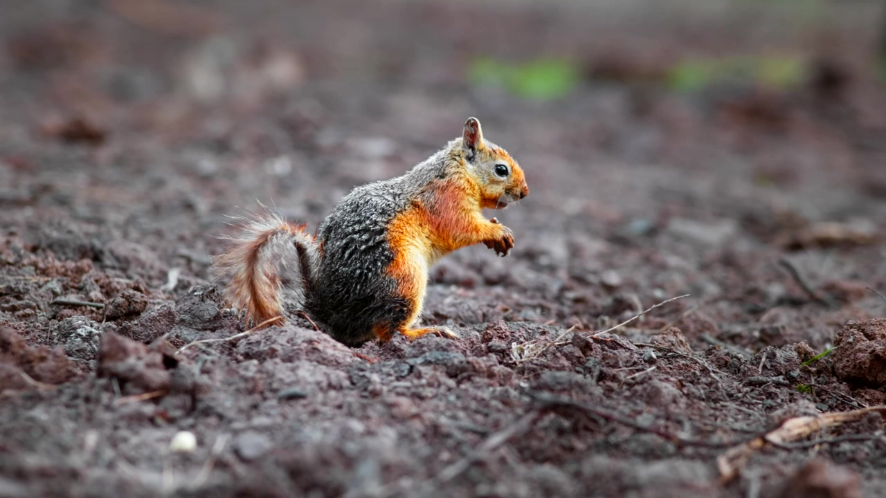 Orange and grey squirrel eating on the ground, animal, wildlife, park, cute, soil, and squirrels