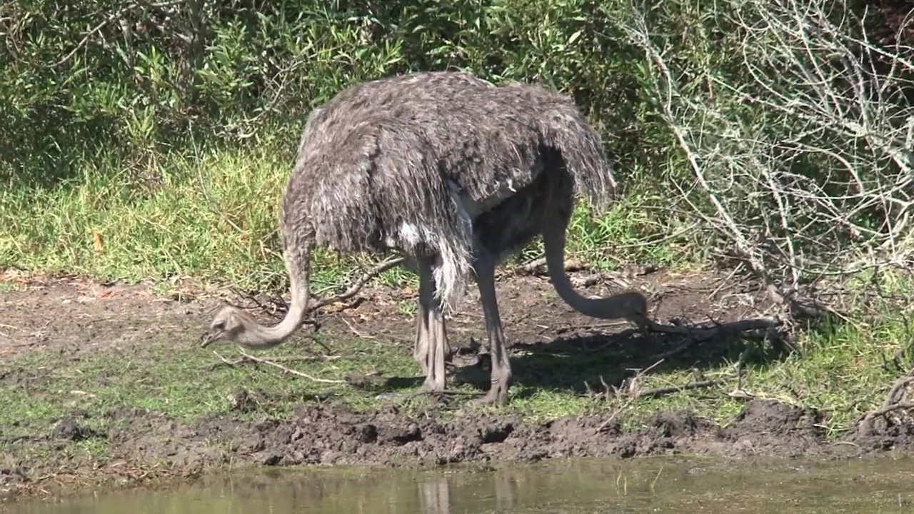 Ostriches searching for food, animal, wildlife, and bird