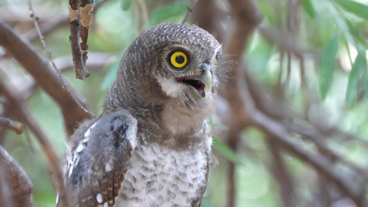 Owl hooting on a tree, animal, wildlife, bird, and owl