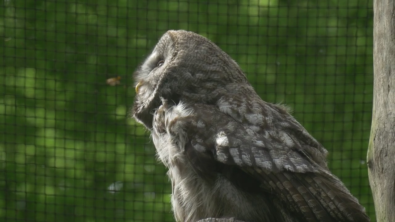 Owl in captivity in a close up shot, wildlife, bird, zoo, and owl