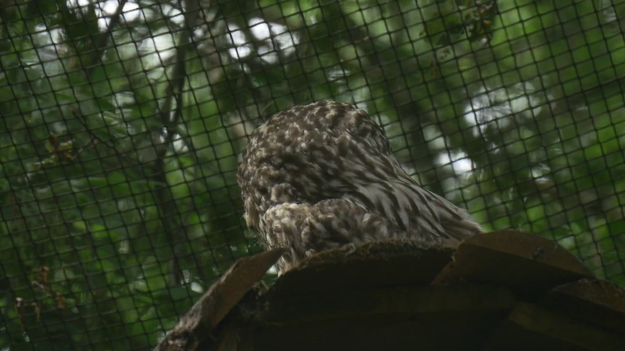 Owl inside a cage in nature, animal, bird, zoo, and owl