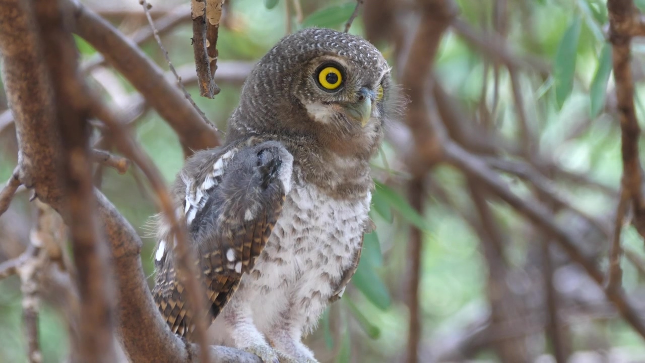 Owl standing on a branch #animal #wildlife #bird #branch #owl