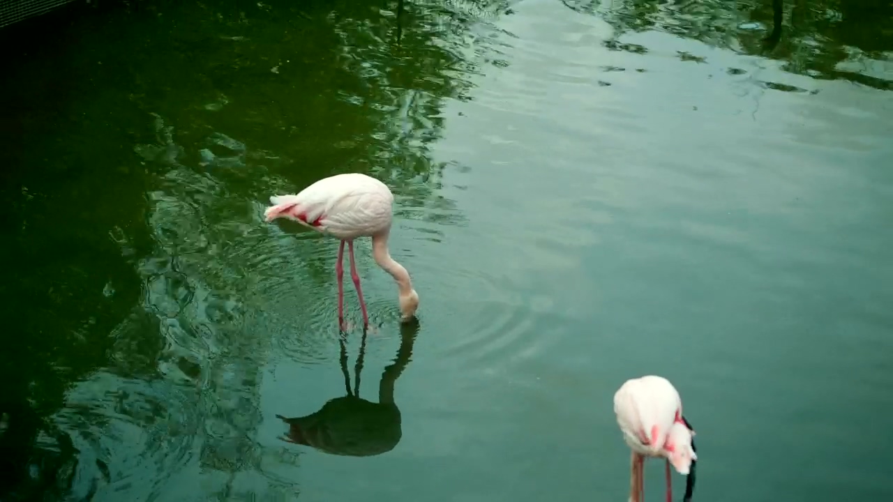 Pair of flamingos drinking water in a lake, wildlife, lake, bird, wild, zoo, birds, and flamingo