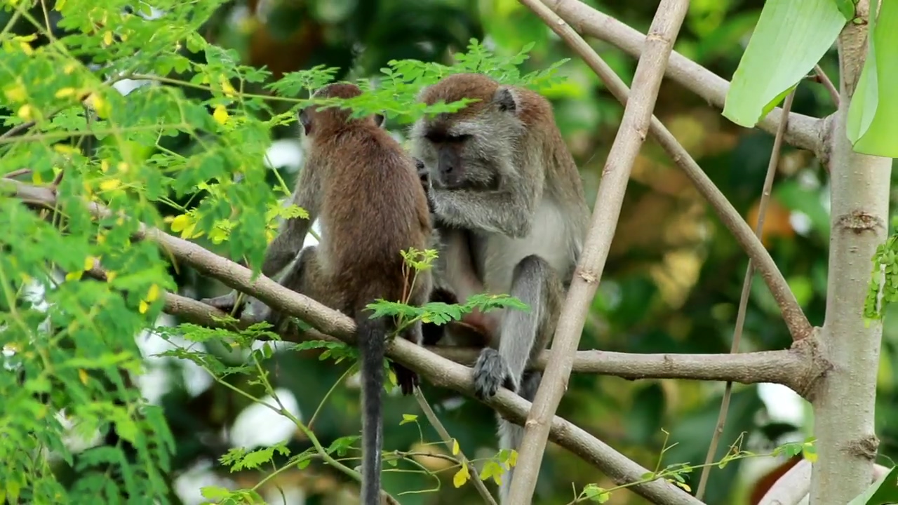 Pair of monkeys in the wild, wild, jungle, and monkey