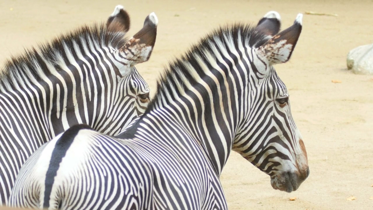 Pair of zebras looking at the distance, animal, wildlife, africa, and zebra