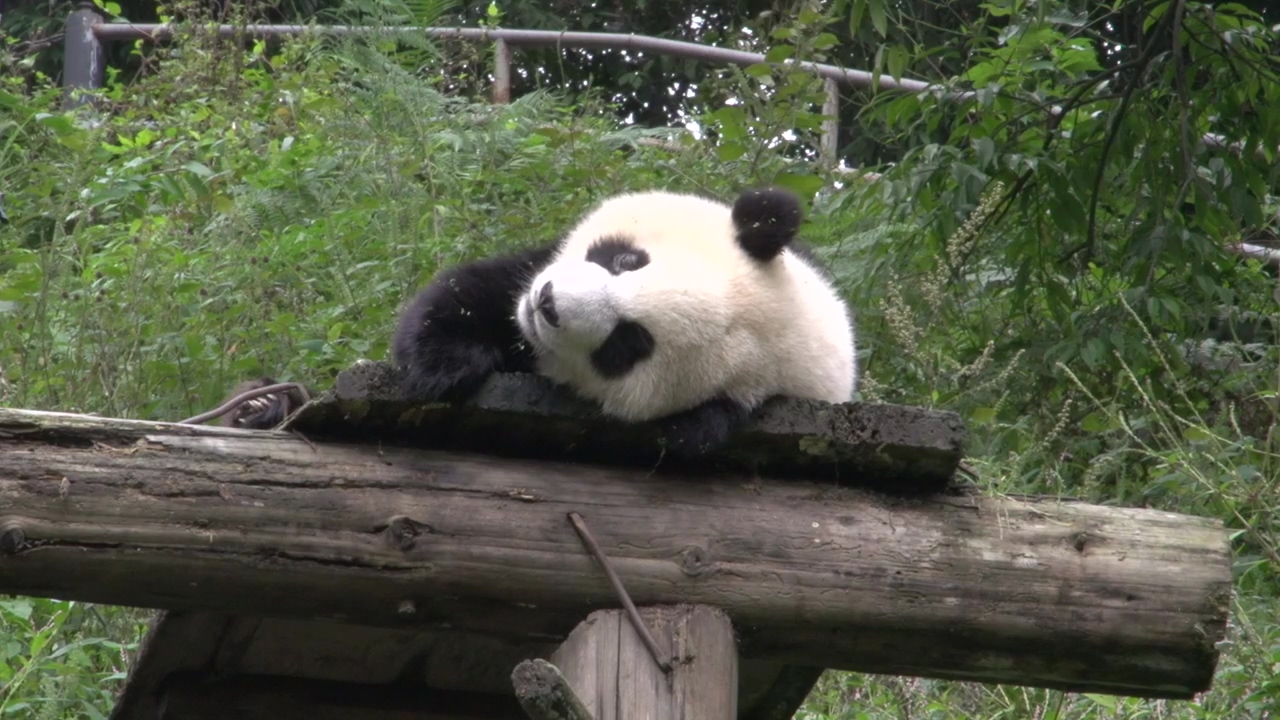 Panda in captivity feeding, animal, wild, zoo, and panda