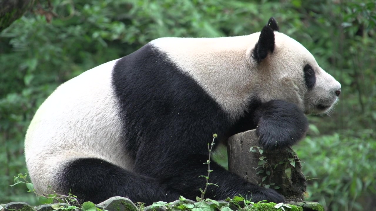 Panda resting on a tree trunk, forest, animal, wildlife, wild, bear, extinction, and panda