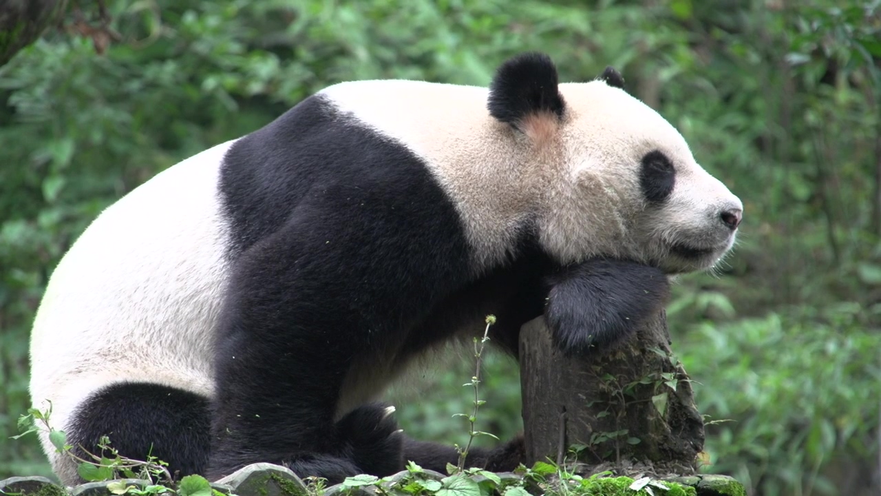 Panda resting on a tree trunk in the forest, animal, wildlife, asia, china, and panda