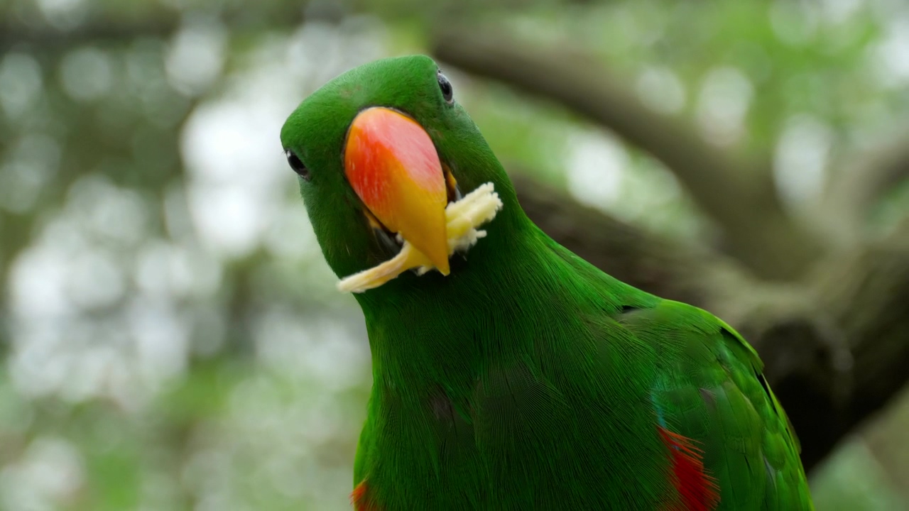Parrot eating close up, nature, animal, wildlife, and bird