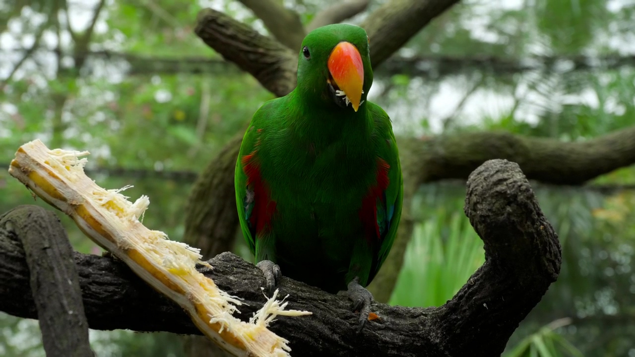 Parrot eating in a tree branch, animal, wildlife, and bird