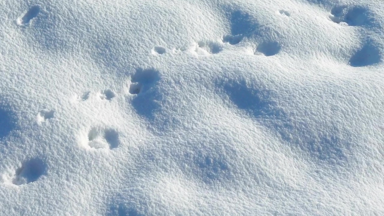 Paw prints in the snow, animal and snow