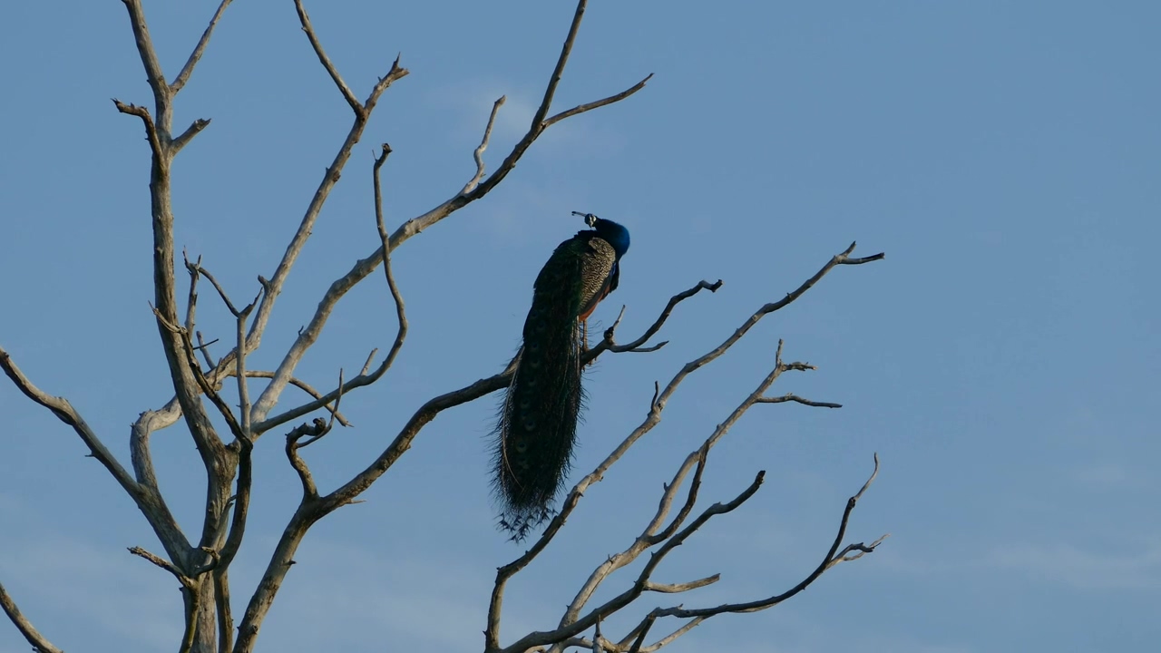 Peacock in a high tree branch, animal, wildlife, bird, branch, and peacock