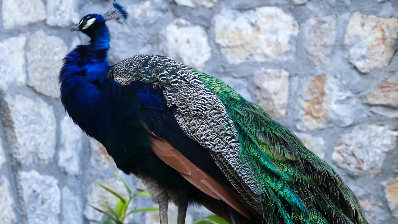 Peacock looking around #animal #wildlife #rock #bird #peacock