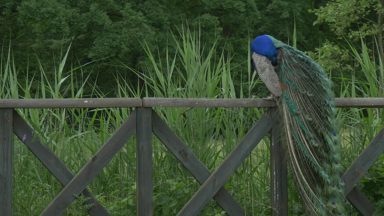 Peacock on a wooden fence #animal #wildlife #bird #peacock