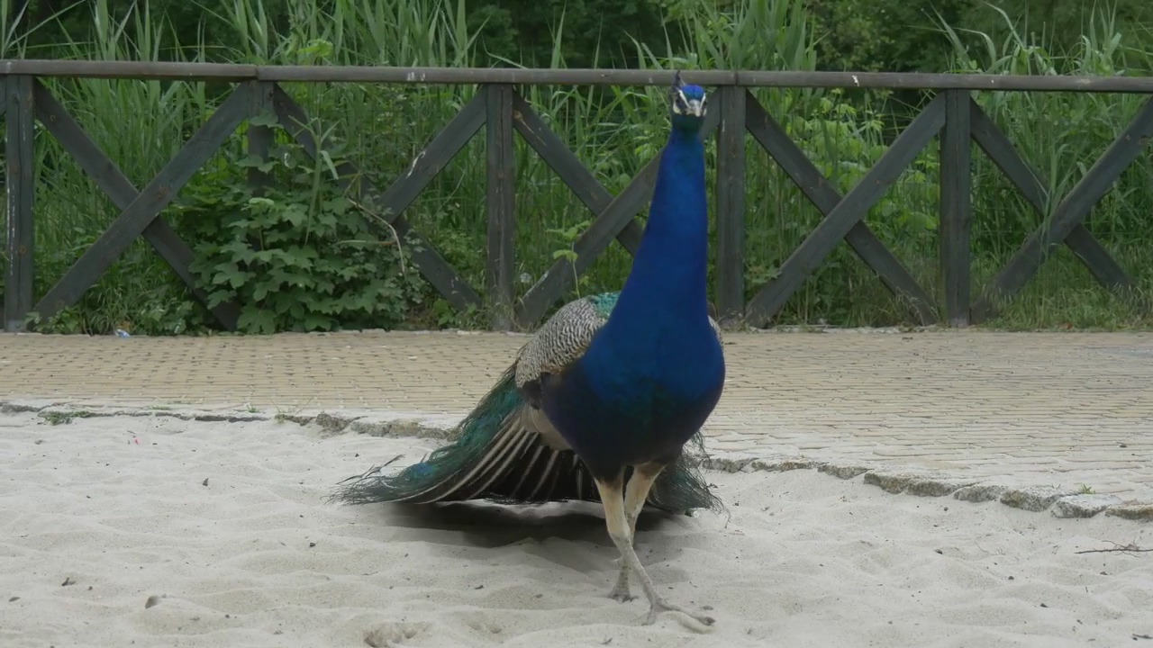 Peacock walking on sand #animal #wildlife #bird #zoo #peacock