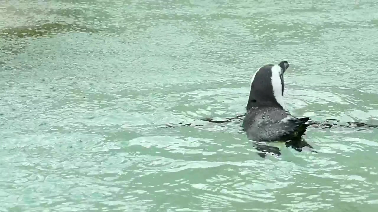 Penguin swimming in the water, water, animal, wildlife, and raining