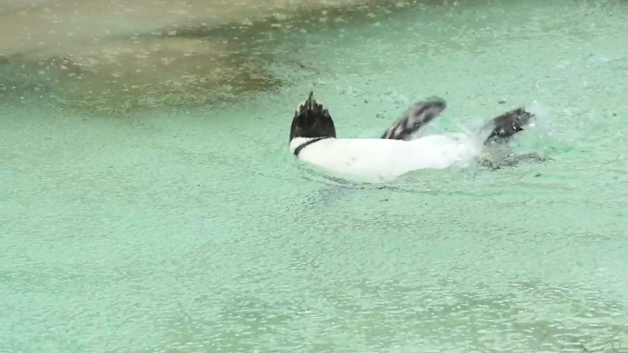 Penguin swimming under the rain, water, animal, wildlife, and rain