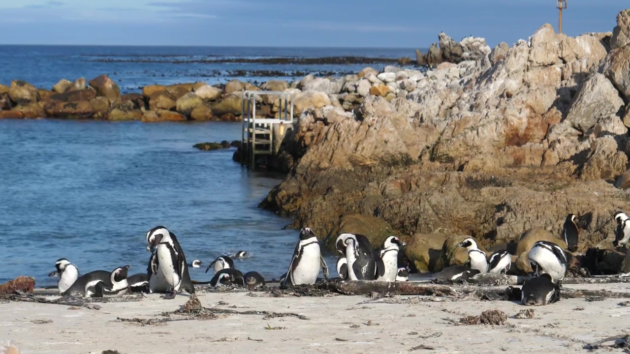 Penguins on the beach, animal, sea, wildlife, and seashore